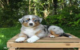 Australian Shepherd dogs for sale: Adrian - Image 4