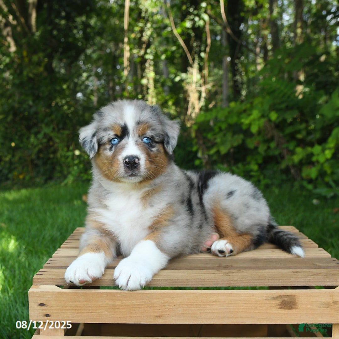 Australian Shepherd dogs for sale: Adrian - Image 4