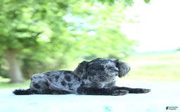 Toy Poodle dogs for sale: Sparkle - Image 1