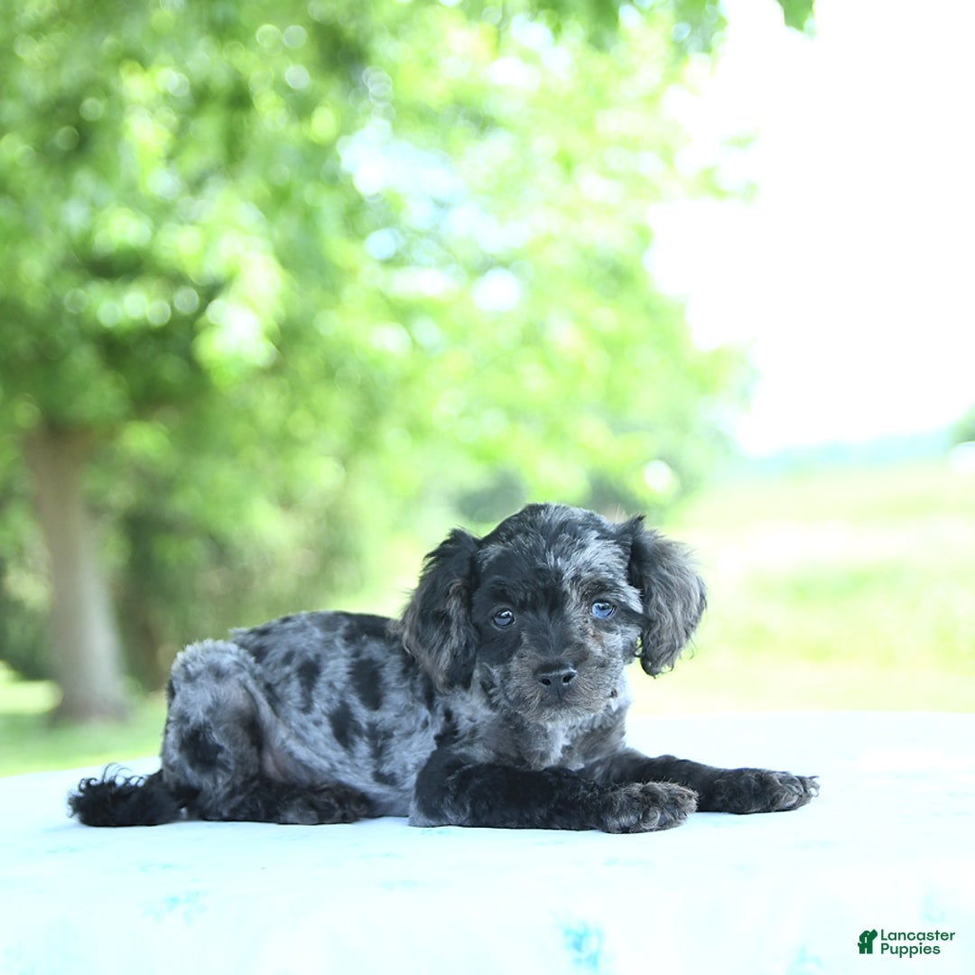 Toy Poodle dogs for sale: Sparkle - Image 1