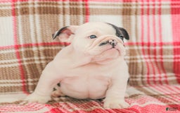 English Bulldog dogs for sale: Max - Image 6