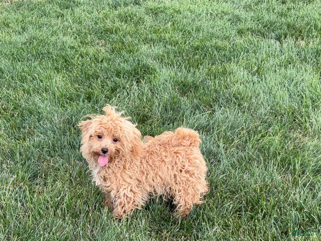 Maltipoo dogs for sale: Sherry - Image 4