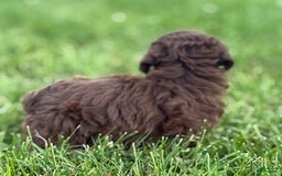 Aussiedoodle dogs for sale: Atlas - Image 13