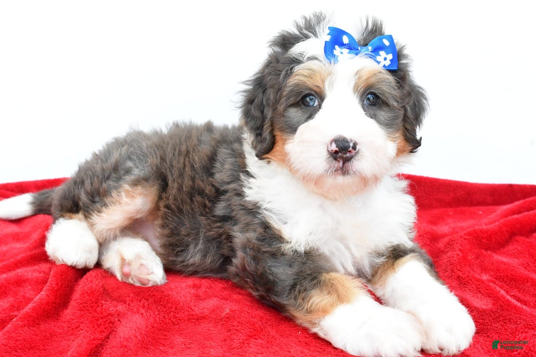 Mini Bernedoodle dogs for sale: Edgar - Image 1