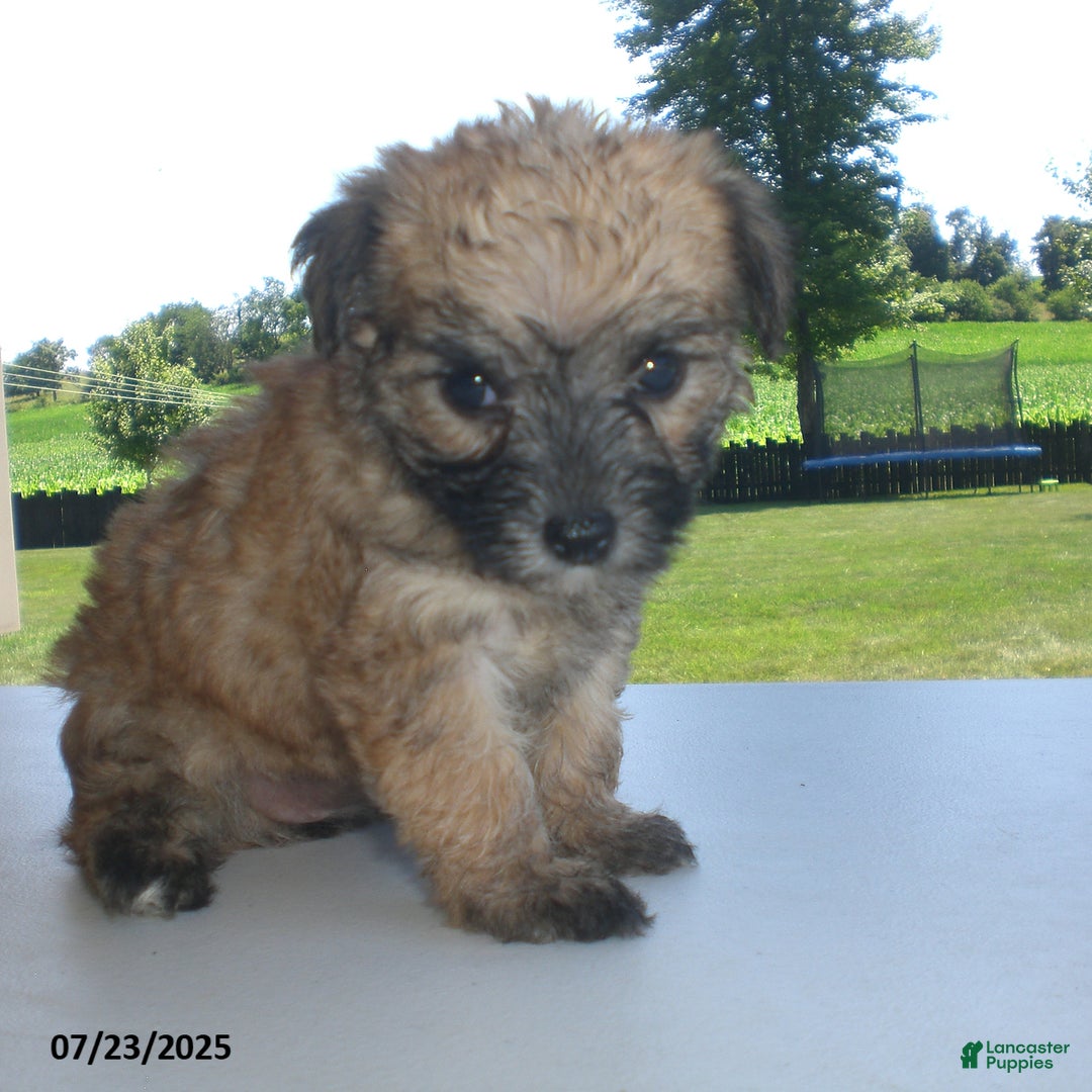 Yorkiepoo dogs for sale: Sally - Image 8