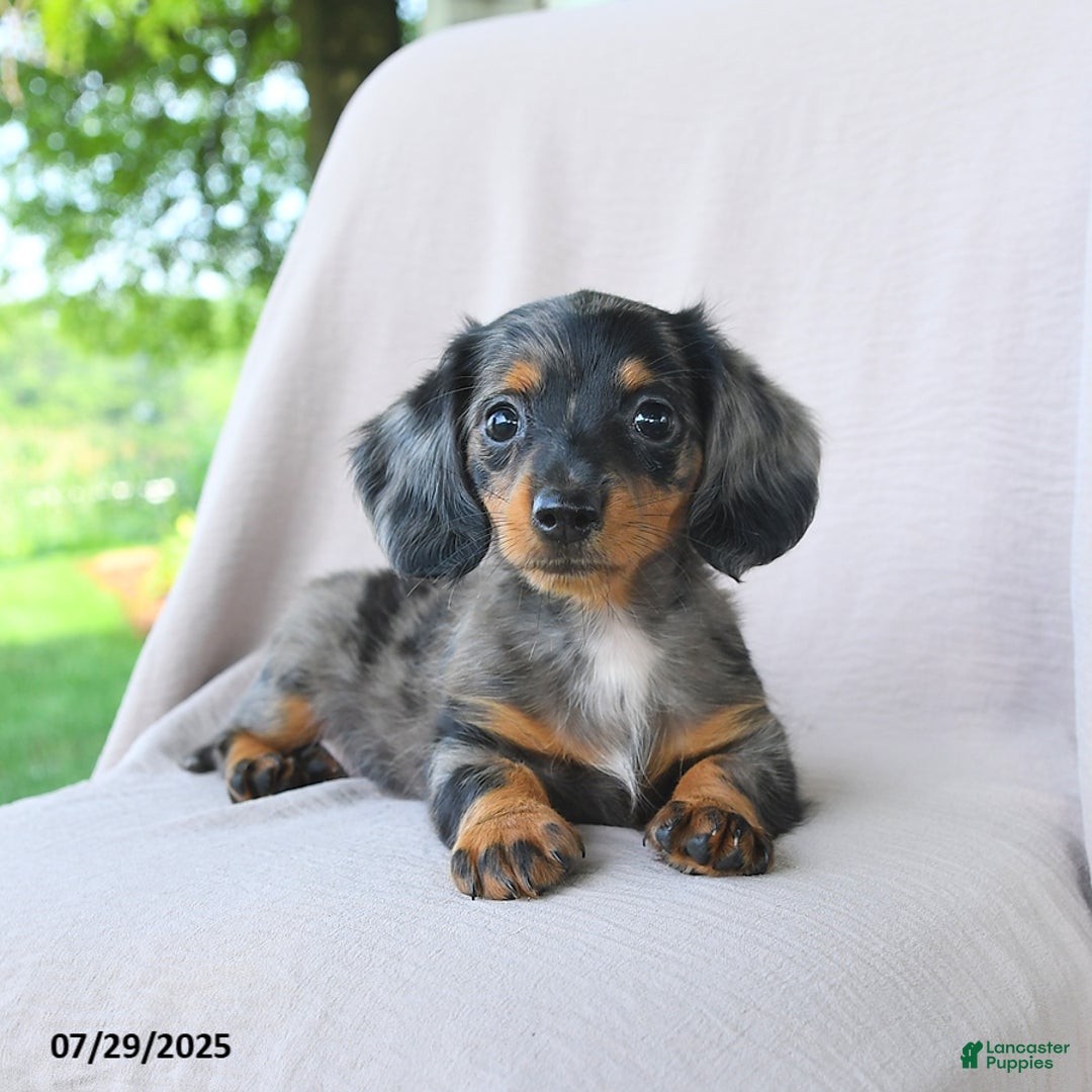Miniature Dachshund dogs for sale: Misty - Image 5