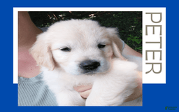 Golden Retriever dogs for sale: Peter - Image 19