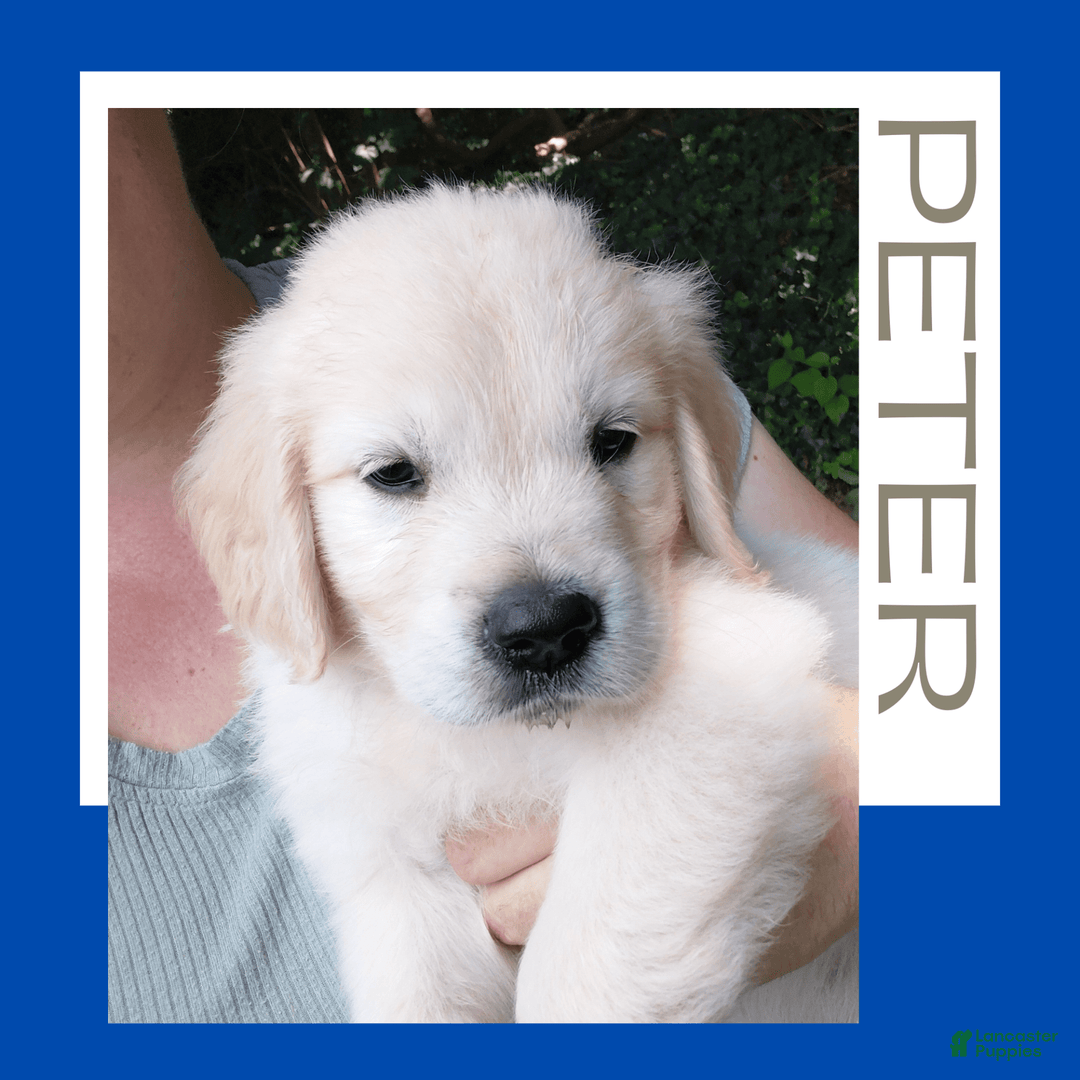 Golden Retriever dogs for sale: Peter - Image 19