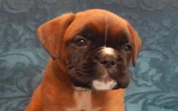 Boxer dogs for sale: Carin - Image 1