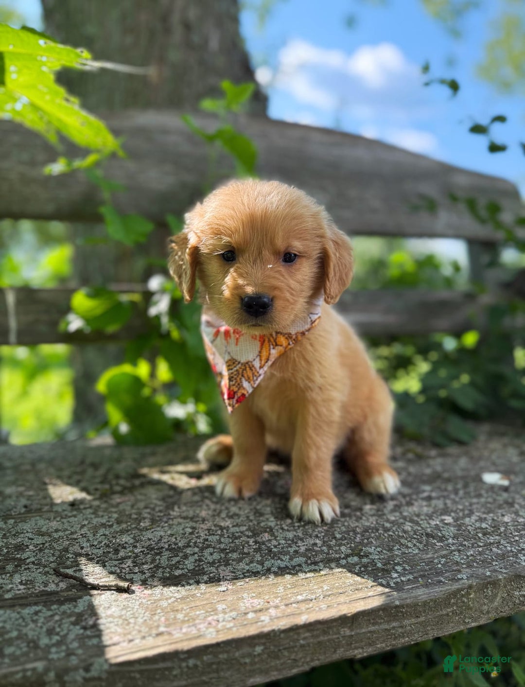 Golden Retriever dogs for sale: Oak - Image 6