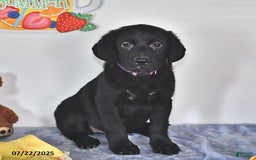 Labrador Retriever dogs for sale: Chloe - Image 8