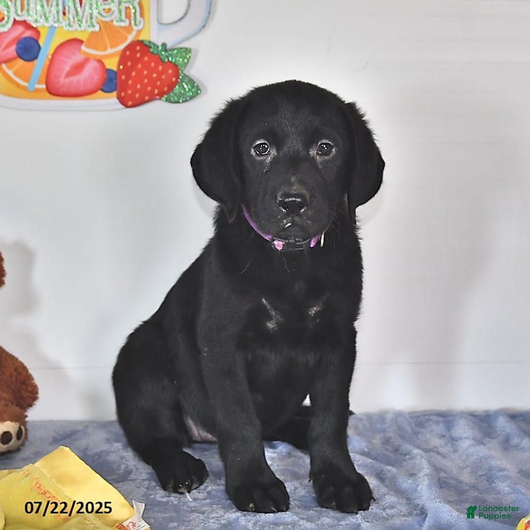 Labrador Retriever dogs for sale: Chloe - Image 8