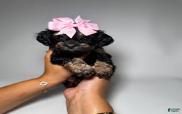 Maltipoo dogs for sale: Tiny Silk - Image 2