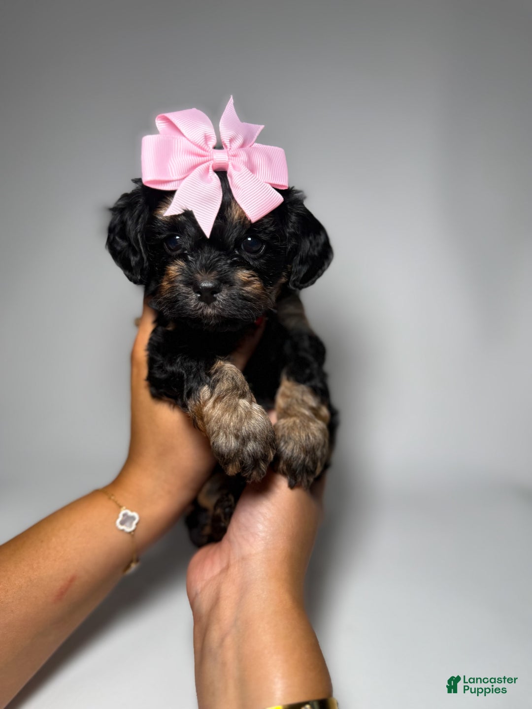 Maltipoo dogs for sale: Tiny Silk - Image 2