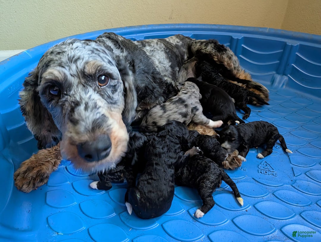Mini Bernedoodle dogs for sale: Dali - Image 4