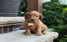 Goldendoodle dogs for sale: Ember - Image 7