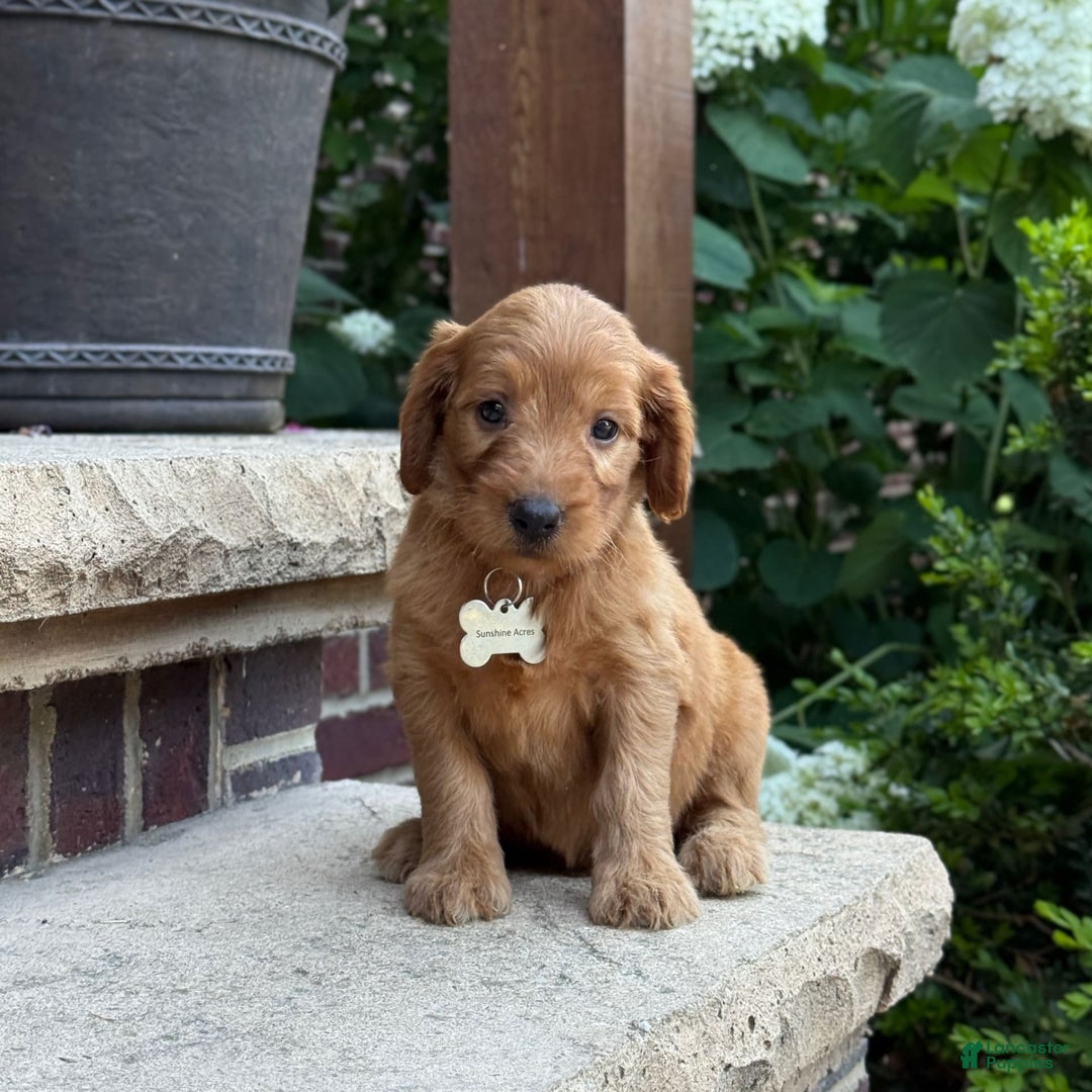 Goldendoodle dogs for sale: Ember - Image 7