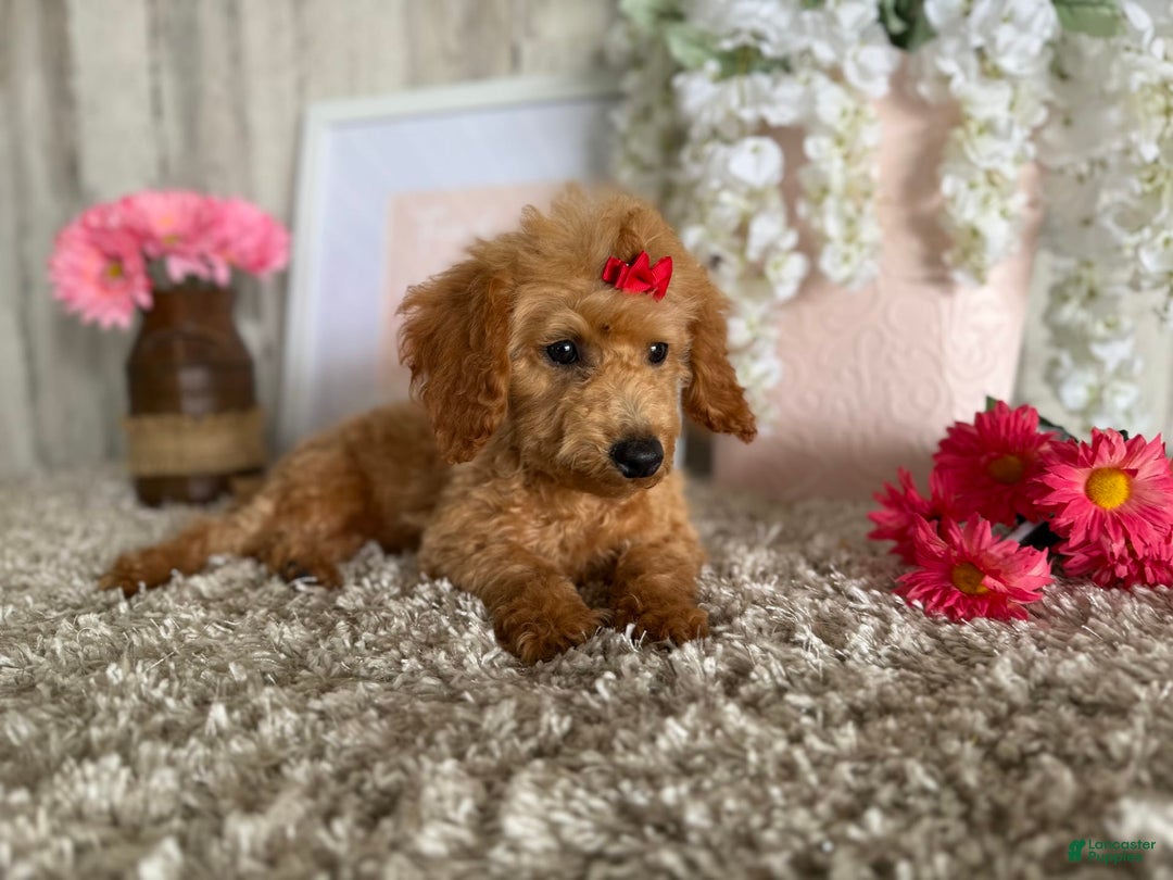 Toy Poodle dogs for sale: Cloey - Image 10