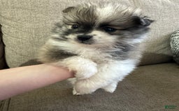 Pomeranian dogs for sale: Moochi - Image 1