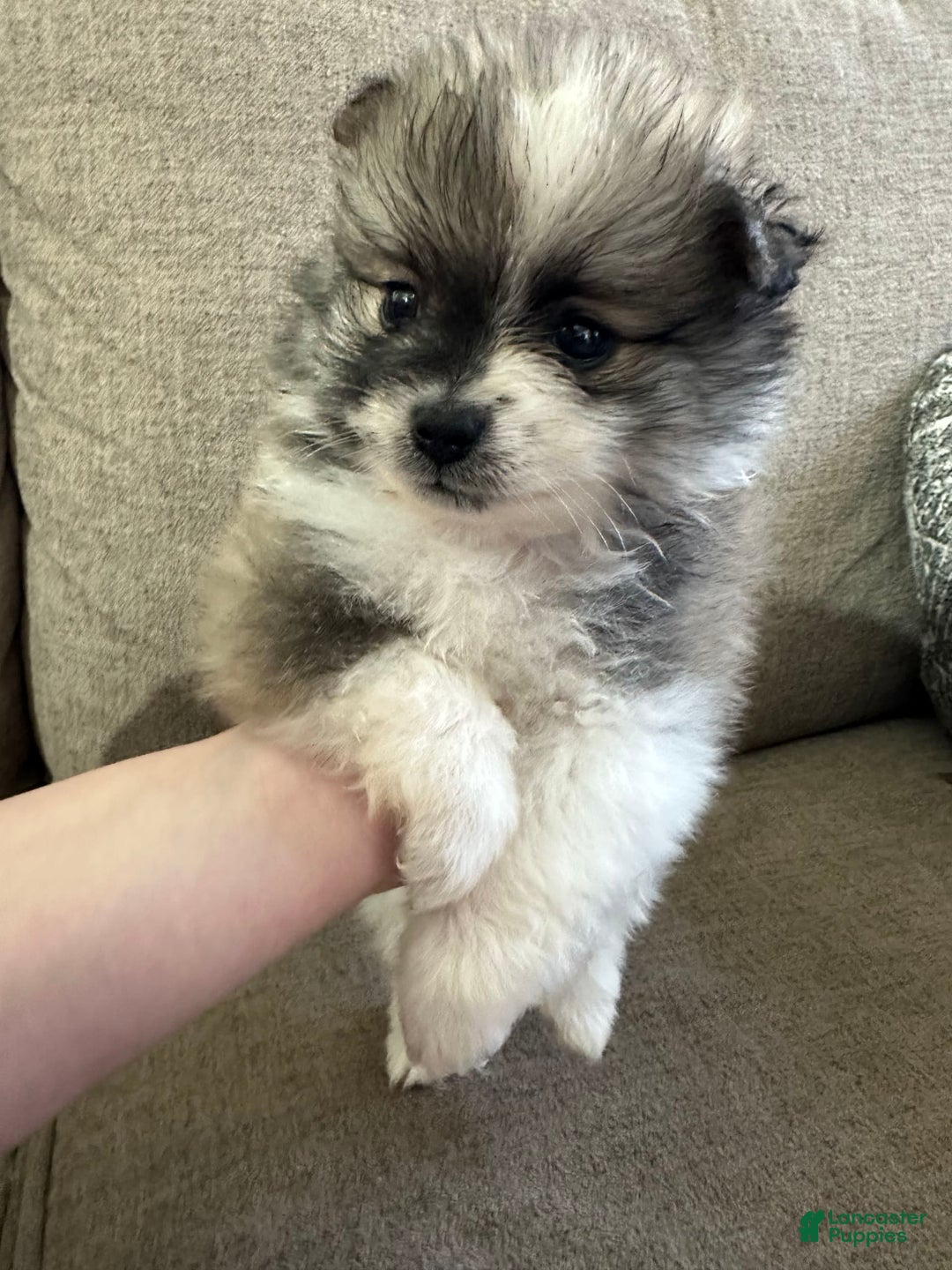 Pomeranian dogs for sale: Moochi - Image 1