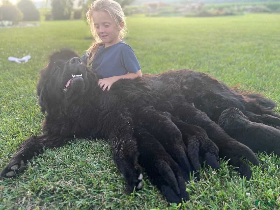 Newfoundland dogs for sale: Dahlia - Image 9