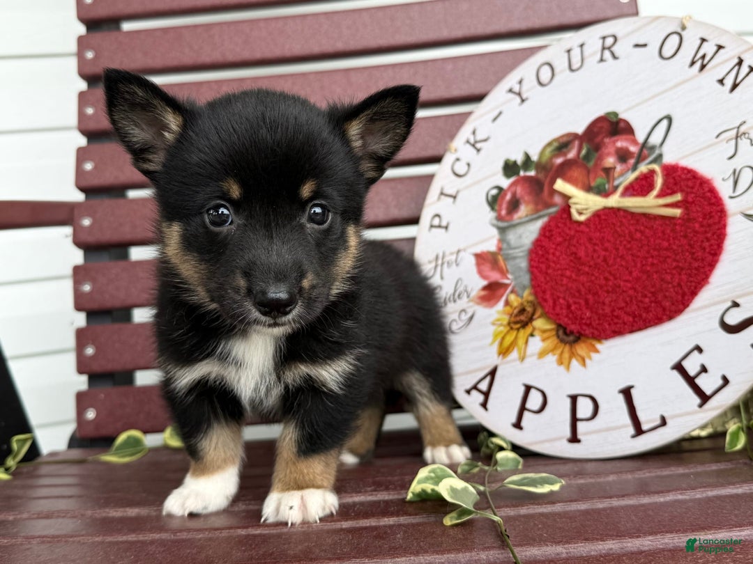 Shiba Inu dogs for sale: Emery - Image 2