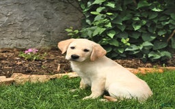 Maremma Sheepdog dogs for sale: Enzo - Image 1