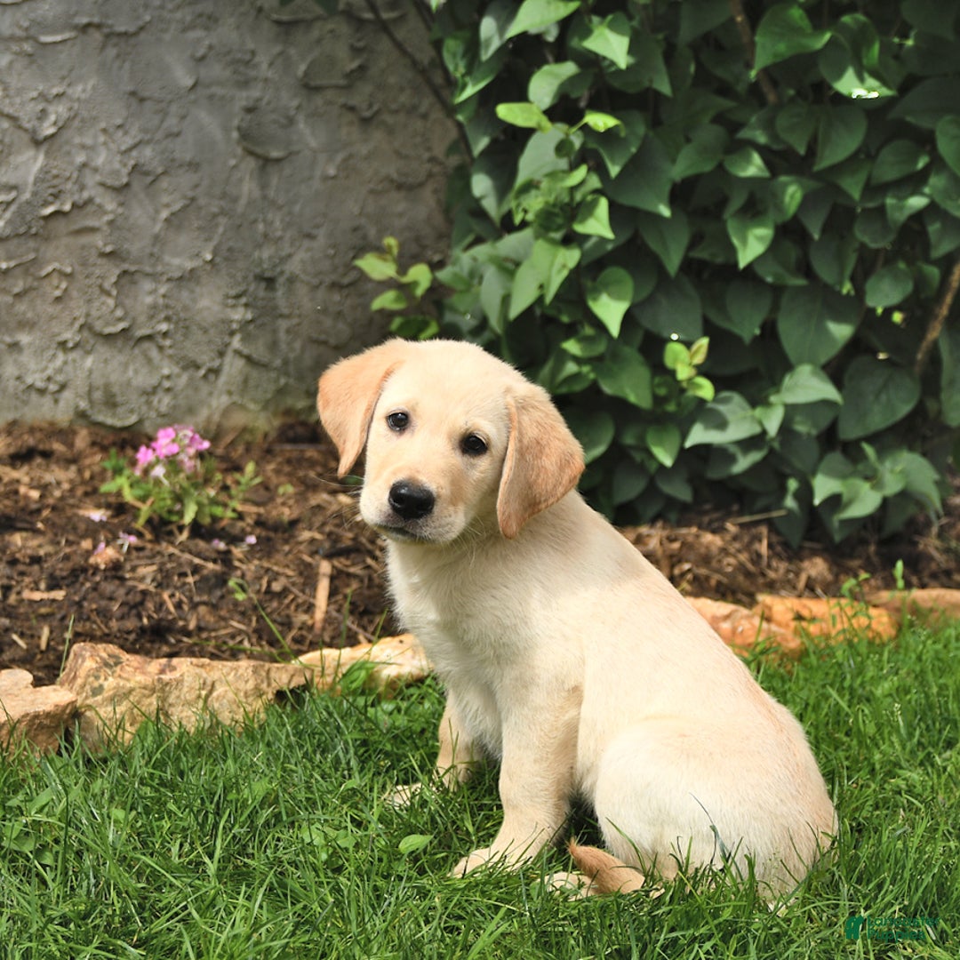 Maremma Sheepdog dogs for sale: Enzo - Image 1