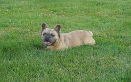 French Bulldog dogs for sale: Tank - Image 9