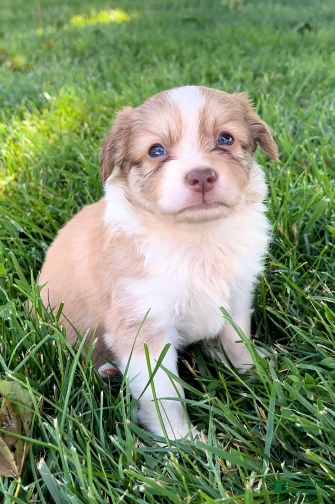 Mini Aussiedoodle dogs for sale: Lani - Image 7