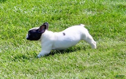 French Bulldog dogs for sale: Tina - Image 4