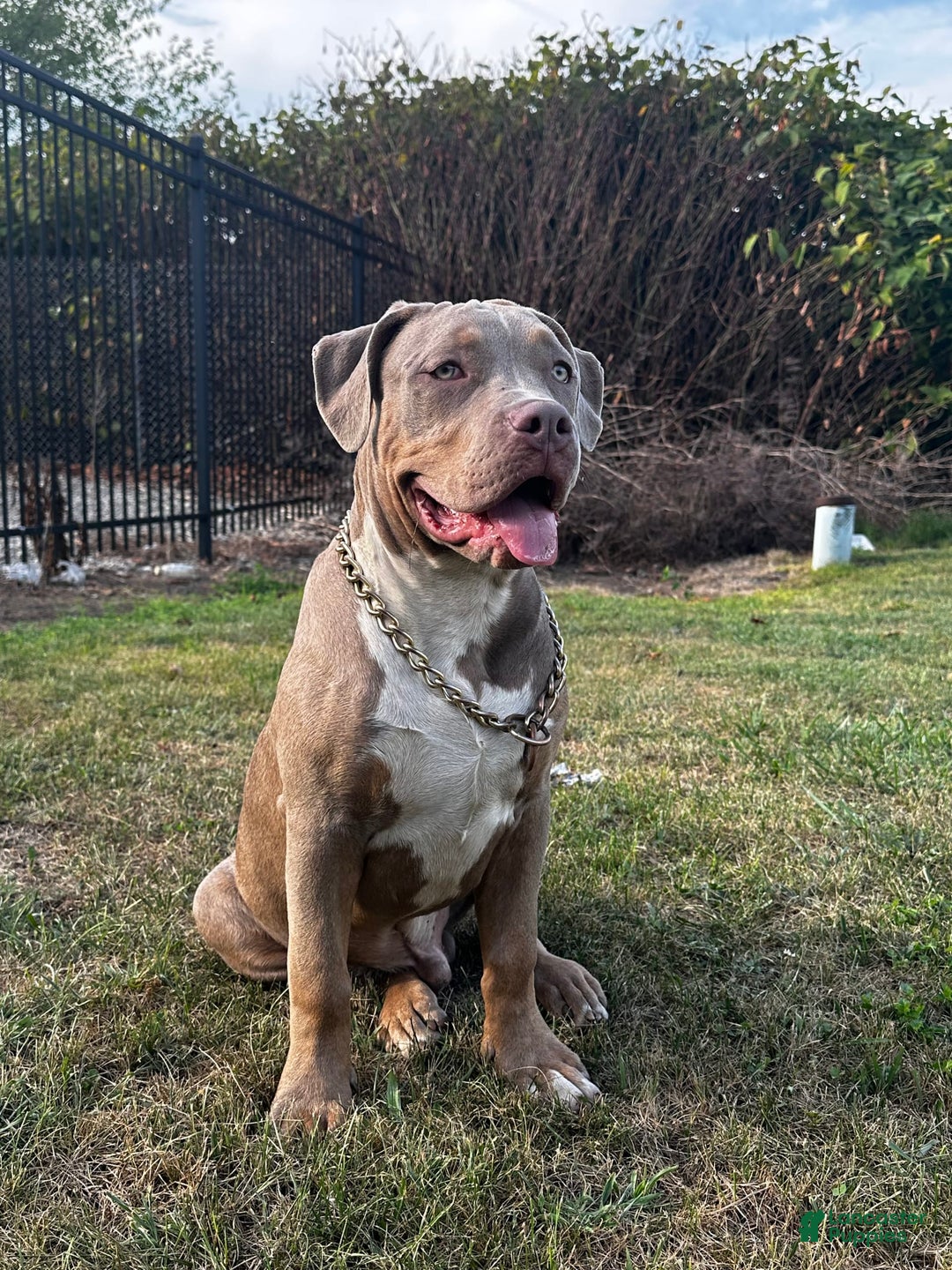 American Bully dogs for sale: Raine - Image 9