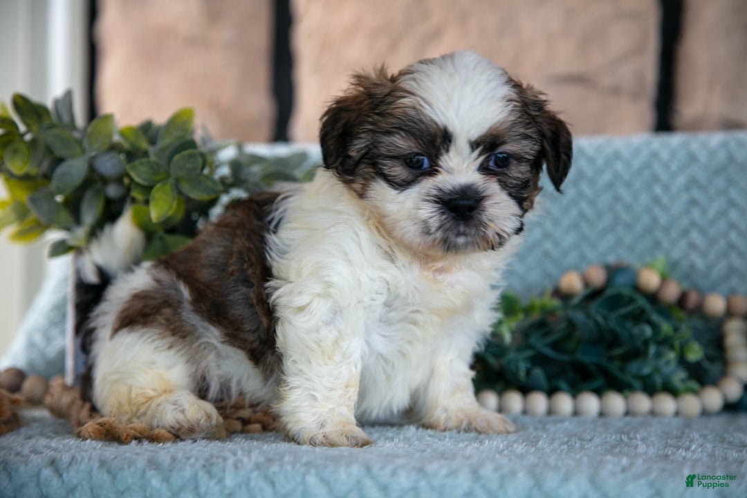 Shih Tzu dogs for sale: Tiger - Image 2