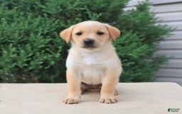 Labrador Retriever dogs for sale: Labrador Retriever 8 puppies - Image 21