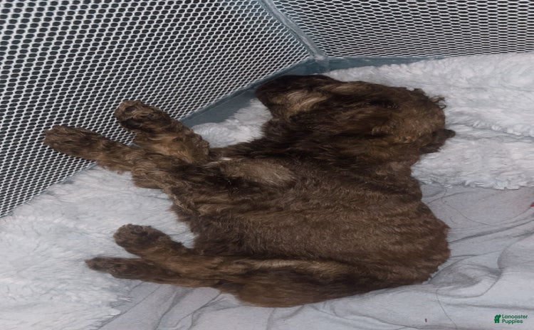 Standard Poodle dogs for sale - Ad 1