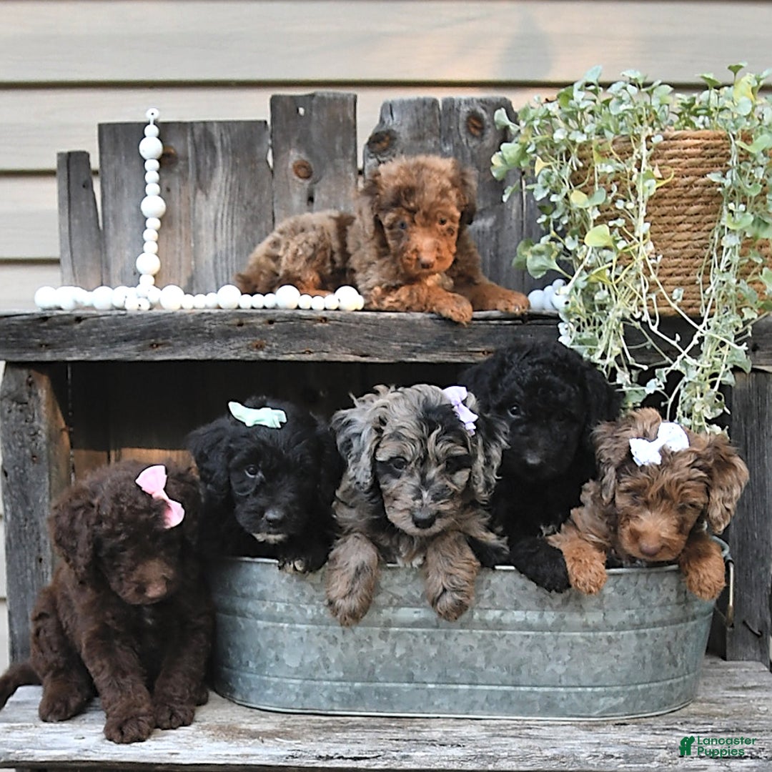 Aussiedoodle dogs for sale: Macy - Image 2