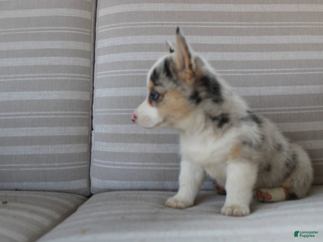 Welsh Corgi Pembroke dogs for sale: Lexi - Image 7