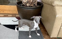 Italian Greyhound dogs for sale: Lila - Image 15