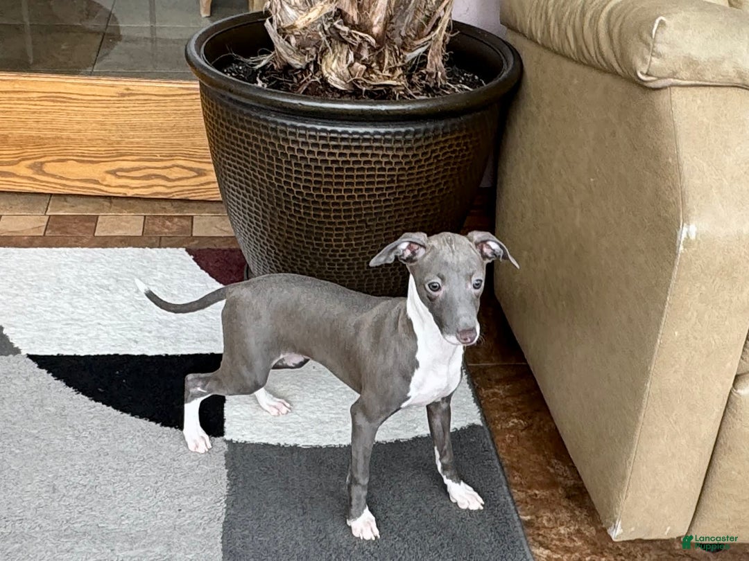 Italian Greyhound dogs for sale: Lila - Image 15