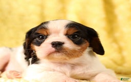 Cavalier King Charles Spaniel dogs for sale: Clapton - Image 9