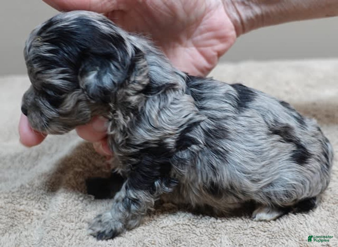 Maltipoo dogs for sale: Rare merle boy - Image 6