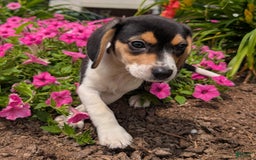 Beagle dogs for sale: Chocolate - Image 1