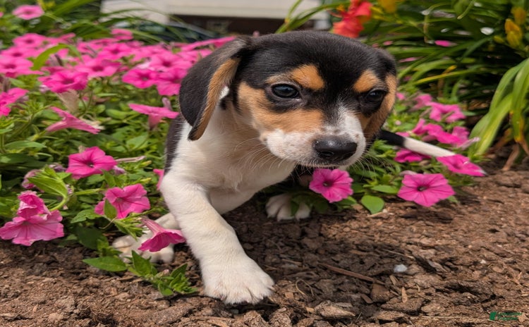 Beagle dogs for sale - Ad 2