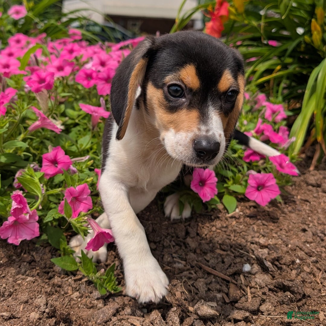 Beagle dogs for sale: Chocolate - Image 1