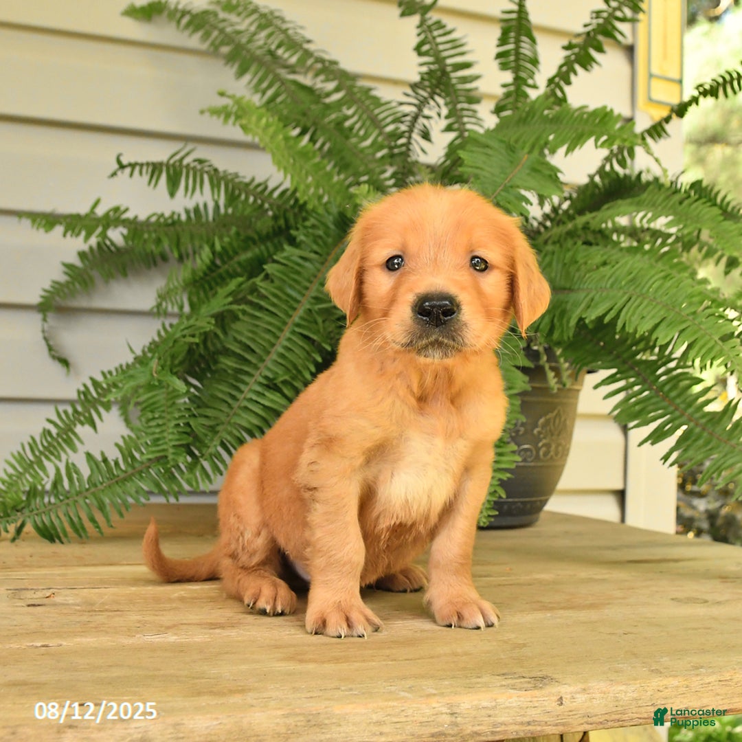 Golden Retriever dogs for sale: Milo - Image 5