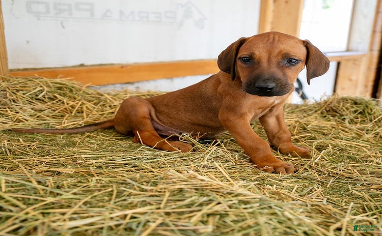 Rhodesian Ridgeback dogs for sale - Ad 2