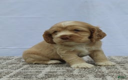 Cocker Spaniel dogs for sale: Sugar - Image 7