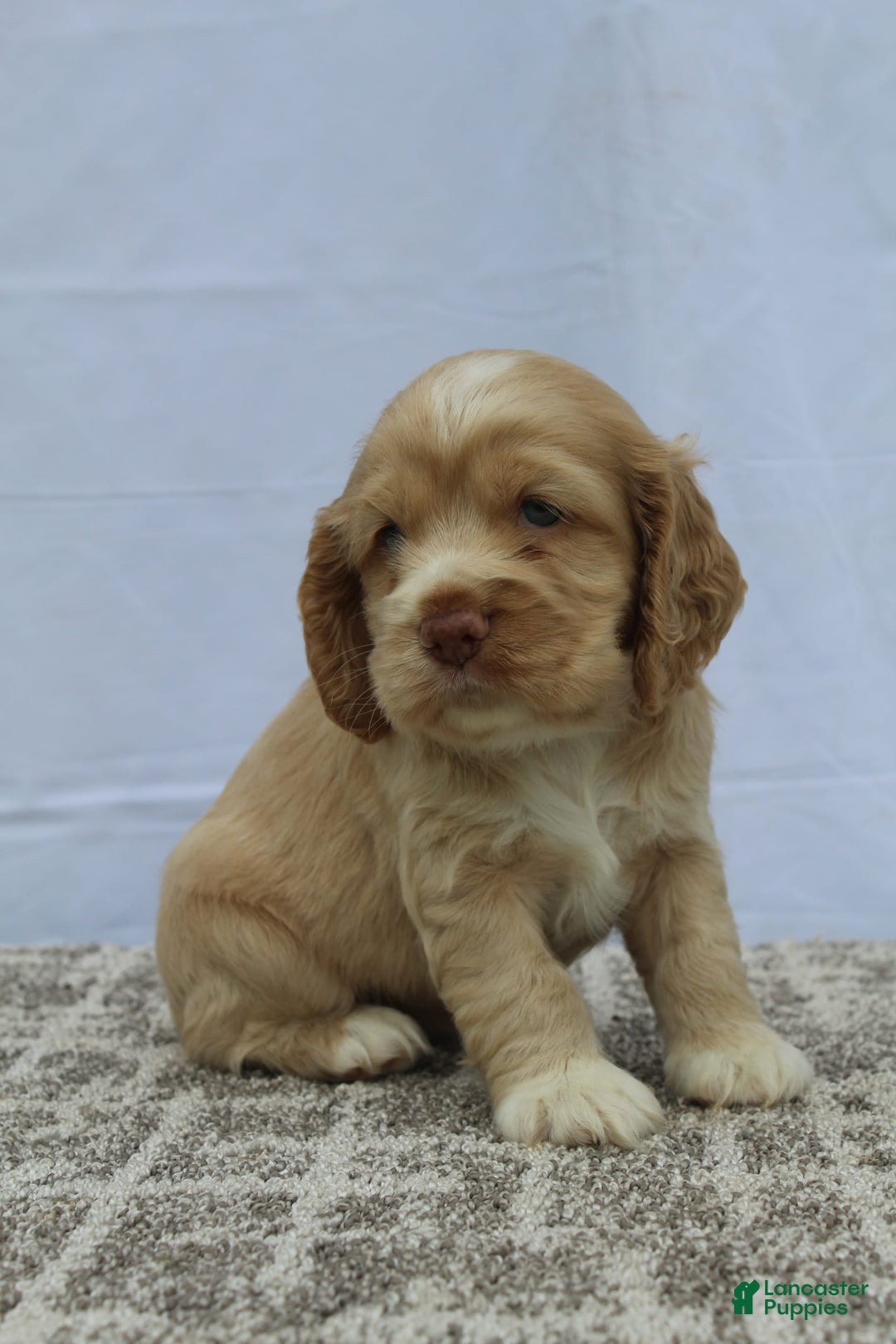 Cocker Spaniel dogs for sale: Sugar - Image 7
