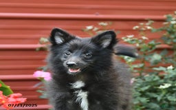 Shetland Sheepdog dogs for sale: Pepsi - Image 4