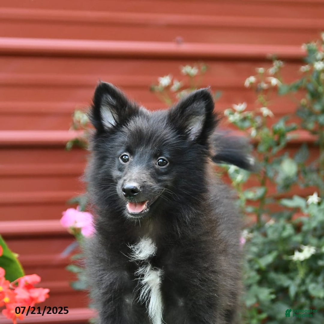 Shetland Sheepdog dogs for sale: Pepsi - Image 4